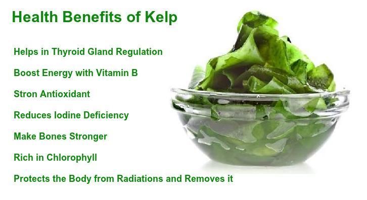 kelp benefits